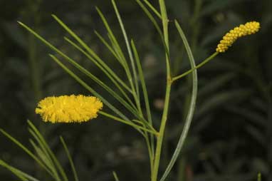 APII jpeg image of Acacia chisholmii  © contact APII