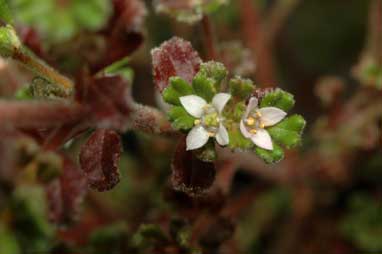 APII jpeg image of Zieria obcordata  © contact APII