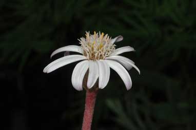 APII jpeg image of Olearia stilwelliae  © contact APII