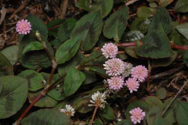 APII jpeg image of Persicaria capitata  © contact APII