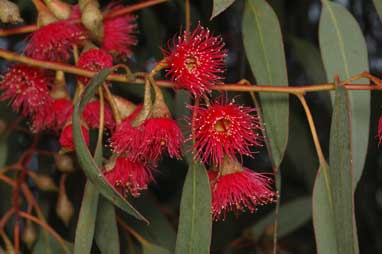 APII jpeg image of Eucalyptus leucoxylon  © contact APII