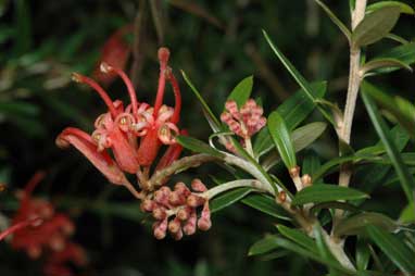 APII jpeg image of Grevillea 'Little Red'  © contact APII