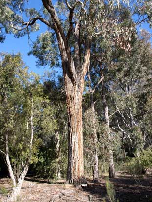 APII jpeg image of Eucalyptus bridgesiana  © contact APII