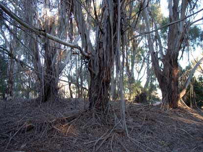 APII jpeg image of Eucalyptus viminalis  © contact APII