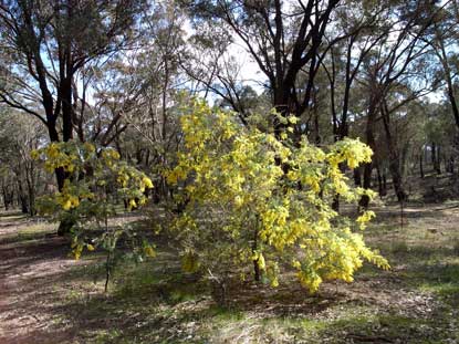 APII jpeg image of Acacia baileyana  © contact APII