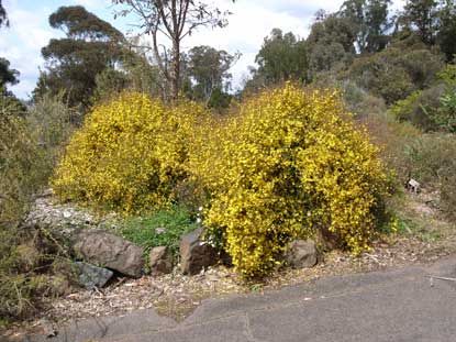 APII jpeg image of Hibbertia empetrifolia  © contact APII