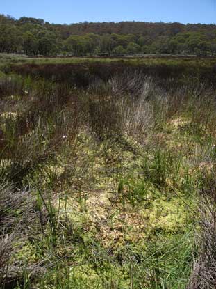 APII jpeg image of Sphagnum cristatum  © contact APII