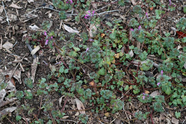 APII jpeg image of Lamium amplexicaule  © contact APII