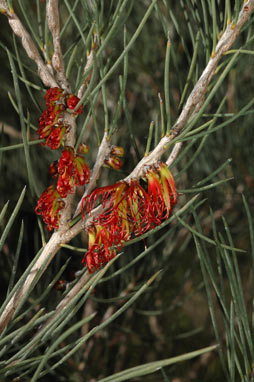 APII jpeg image of Calothamnus gracilis  © contact APII