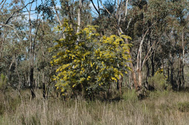 APII jpeg image of Acacia baileyana  © contact APII