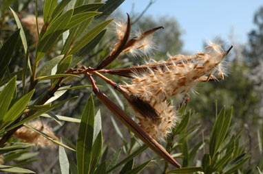 APII jpeg image of Nerium oleander  © contact APII