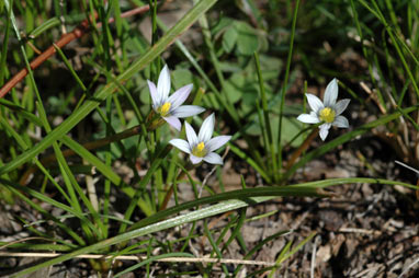 APII jpeg image of Romulea minutiflora  © contact APII