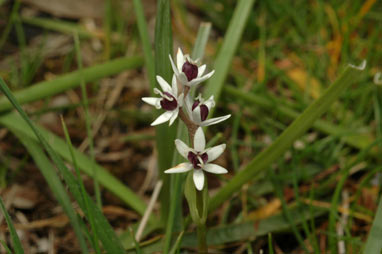 APII jpeg image of Wurmbea latifolia  © contact APII