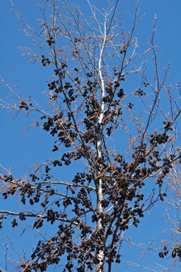 APII jpeg image of Alnus glutinosa  © contact APII