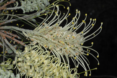 APII jpeg image of Grevillea 'Moonlight'  © contact APII