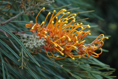 APII jpeg image of Grevillea 'Honey Gem'  © contact APII