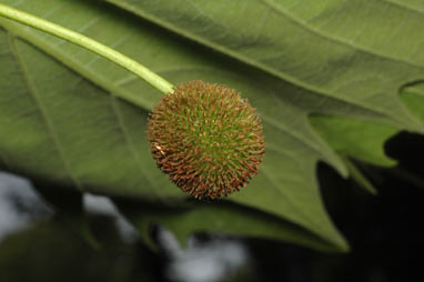 APII jpeg image of Platanus x hispanica 'Acerifolia'  © contact APII