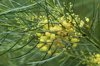 APII jpeg image of Acacia subulata  © contact APII