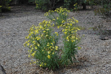 APII jpeg image of Senecio macranthus  © contact APII