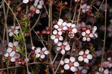 APII jpeg image of Baeckea ramosissima  © contact APII