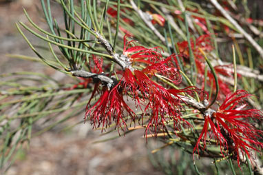 APII jpeg image of Calothamnus gracilis  © contact APII