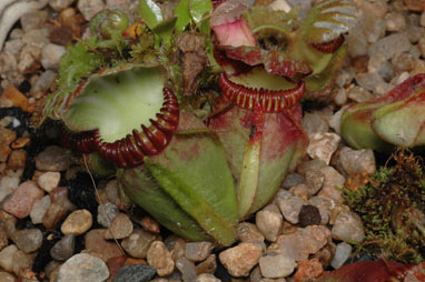 APII jpeg image of Cephalotus follicularis  © contact APII