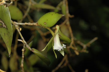 APII jpeg image of Dockrillia pugioniformis  © contact APII