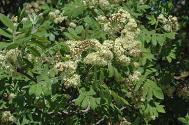 APII jpeg image of Sorbus domestica  © contact APII