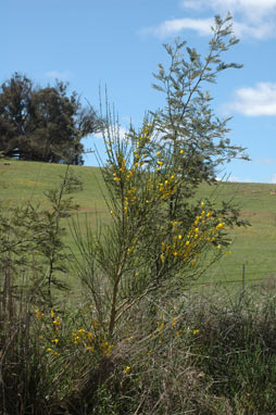 APII jpeg image of Cytisus scoparius  © contact APII