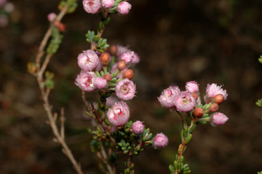 APII jpeg image of Verticordia plumosa var. incrassata  © contact APII