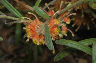 APII jpeg image of Grevillea polybractea  © contact APII