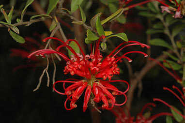 APII jpeg image of Grevillea speciosa  © contact APII