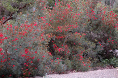 APII jpeg image of Grevillea 'Bonfire'  © contact APII