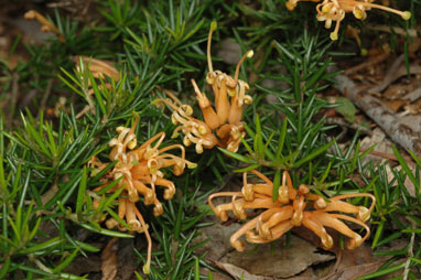 APII jpeg image of Grevillea juniperina 'Molonglo'  © contact APII