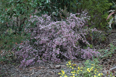 APII jpeg image of Boronia 'Tyalge Ruby'  © contact APII