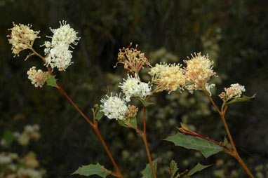 APII jpeg image of Grevillea monticola  © contact APII