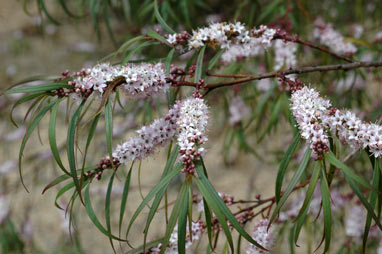 APII jpeg image of Myoporum bateae  © contact APII