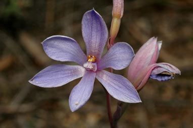 APII jpeg image of Thelymitra ixioides  © contact APII