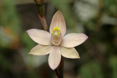 APII jpeg image of Thelymitra carnea  © contact APII