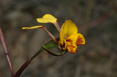 APII jpeg image of Diuris semilunulata  © contact APII