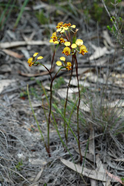 APII jpeg image of Diuris semilunulata  © contact APII