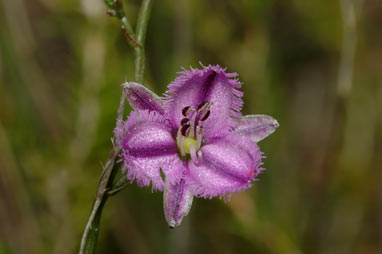 APII jpeg image of Thysanotus patersonii  © contact APII