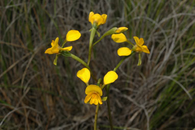 APII jpeg image of Diuris aequalis  © contact APII