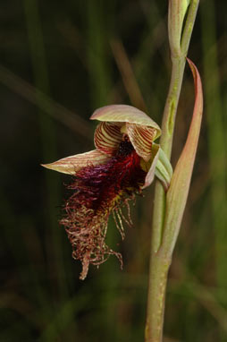 APII jpeg image of Calochilus platychilus  © contact APII