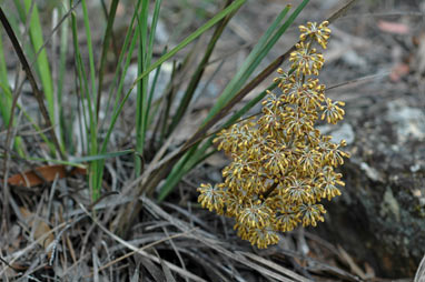 APII jpeg image of Lomandra multiflora  © contact APII