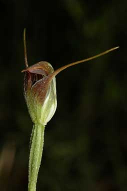 APII jpeg image of Pterostylis pedunculata  © contact APII