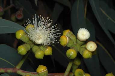 APII jpeg image of Corymbia eximia  © contact APII