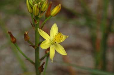 APII jpeg image of Bulbine semibarbata  © contact APII