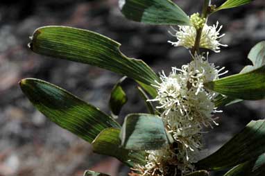 APII jpeg image of Hakea plurinervia  © contact APII