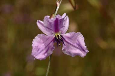 APII jpeg image of Arthropodium fimbriatum  © contact APII